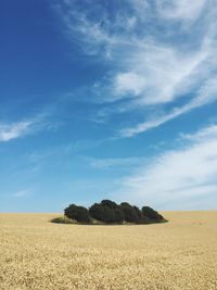 Crops growing on field against sky