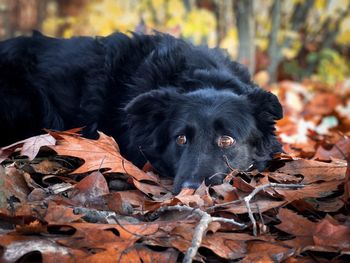 Portrait of black dog resting on brown leaves and looking away with big scared eyes