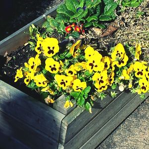 Close-up of wooden flower