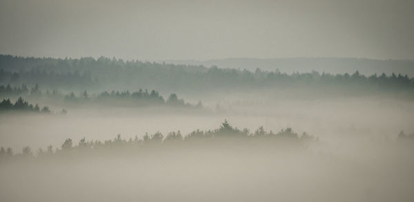 Panoramic shot of trees on landscape against sky