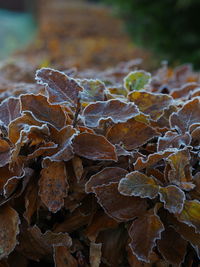 Close-up of mushroom growing on field