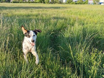 Dog running in grass