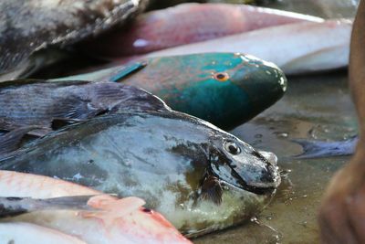 Close-up of fish for sale in market