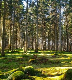 Trees in forest