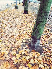 Low section of autumn leaves on tree trunk