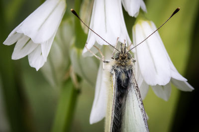 Close-up of butterfly pollinating on white flower