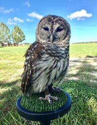 Close-up of owl perching on field against sky