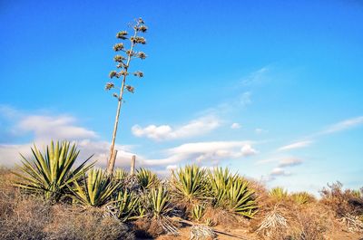 Low angle view of plants growing on field against sky