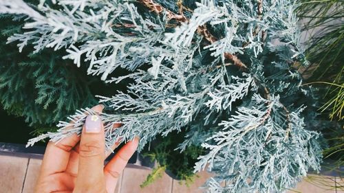 Cropped image of woman touching pine tree