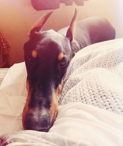 Close-up of dog resting on bed