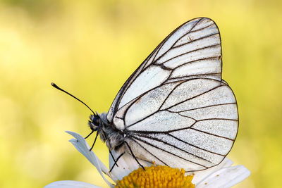 Close-up of butterfly pollinating on flower