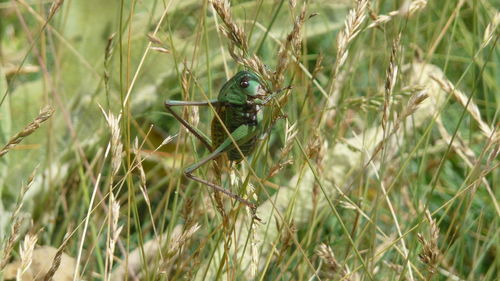 Close-up of lizard on grass