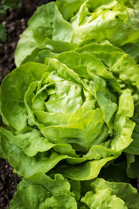 Close-up of green leaf