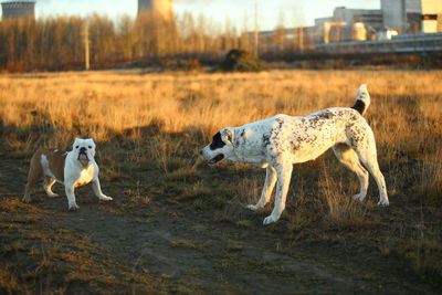 Side view of two dogs on land