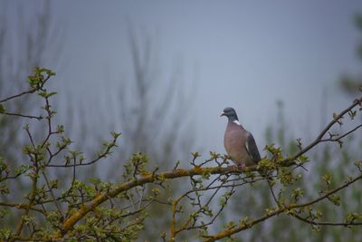 Close-up of bird perching on tree against sky