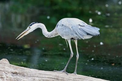 High angle view of gray heron perching outdoors