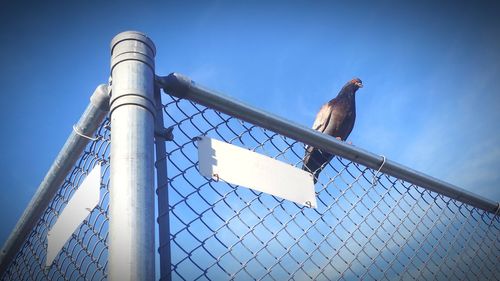 Low angle view of bird perching on chainlink fence against blue sky