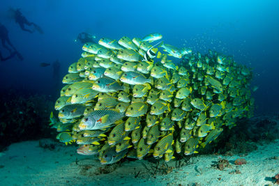 Fish swimming in sea