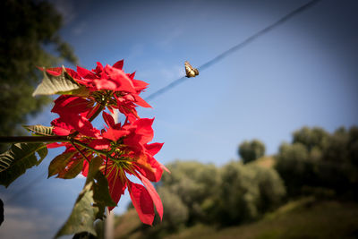 Low angle view of bee on flower against sky