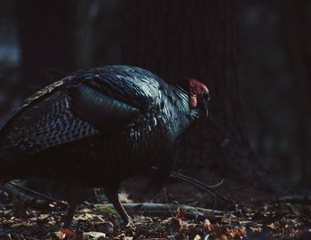 Close-up of bird