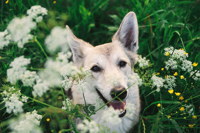 Close-up portrait of a dog in field