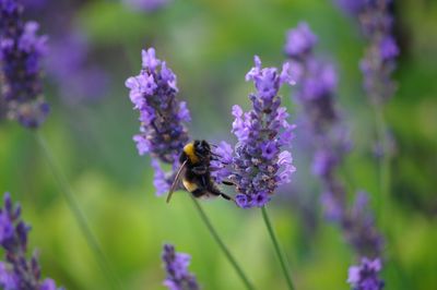 Close-up of bee on lavender blooming outdoors