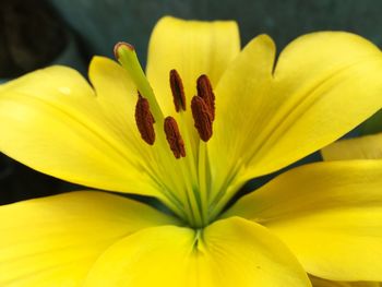 Close-up of yellow flower blooming outdoors