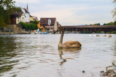 Swan swimming on lake against sky