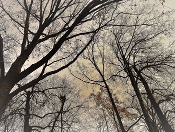 Low angle view of bare tree against sky