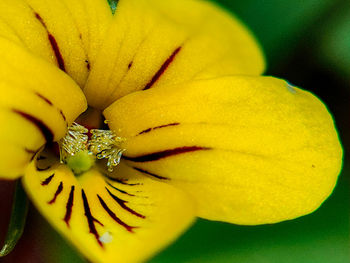 Close-up of yellow flowering plant