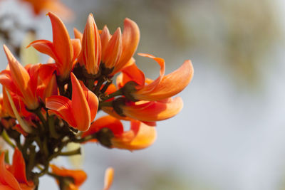 Close-up of orange flowering plant