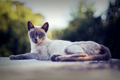 Close-up of cat resting