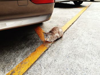 High angle view of a cat