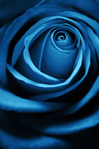 Close-up of blue rose