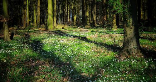 Trees growing in forest