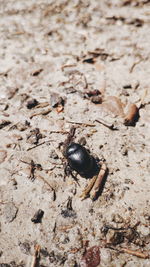 High angle view of insect on land