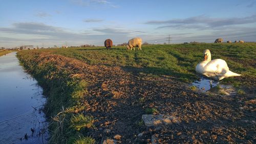 Sheep on field against sky