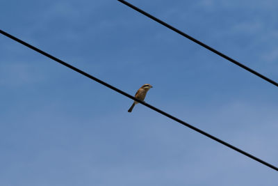 Low angle view of bird perching on cable against sky