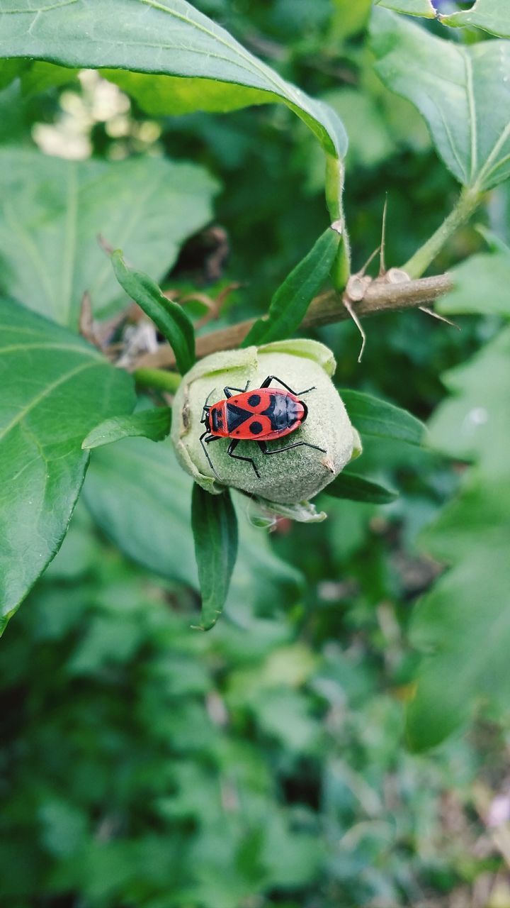 insect, one animal, animal themes, animals in the wild, wildlife, leaf, ladybug, close-up, green color, plant, red, focus on foreground, nature, selective focus, growth, butterfly - insect, day, beauty in nature, butterfly, animal markings