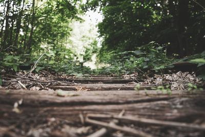 Surface level of trees in forest