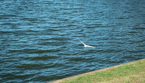 High angle view of seagulls flying over sea