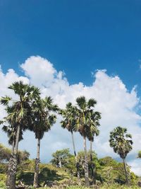 Low angle view of coconut palm trees against blue sky