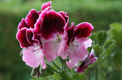 Close-up of pink flowering plant