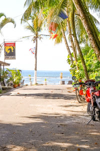 Palm trees on beach