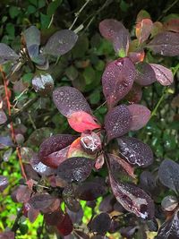 Close-up of leaves