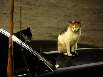 Portrait of cat sitting in car