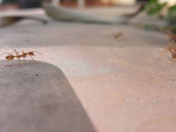 Close-up of spider