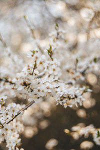 Close-up of cherry blossoms on branch