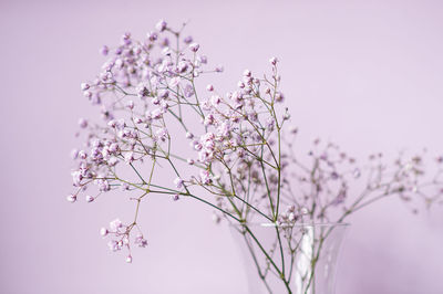 Low angle view of cherry blossom against clear sky