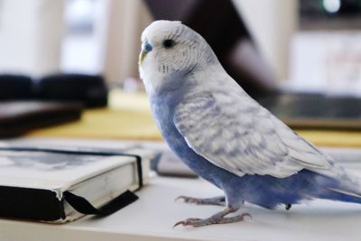 Close-up of parrot perching